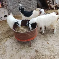 ۴تا بزغاله  دانه ۴۵۰۰