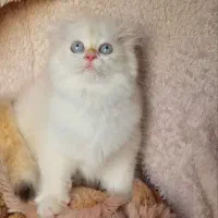 گربه بریتیش ns12فولدلانگ هیر