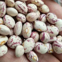 فروش ویژه لوبیا چیتی پاک شده 330|خوردنی و آشامیدنی|برخوار, |دیوار