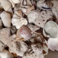 صدف های طبیعی