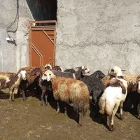 ۱۳راس میش وشیشک افشاری ابستن