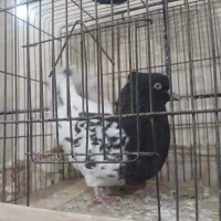 سرسیاه|حراج|رفسنجان, |دیوار