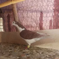 نر خشرنگ سرخ|پرنده|اصفهان, ارزنان|دیوار