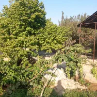 اگرمیخای-باغ-قدیمی-باسند-قیمت-مناسب-بخری-تماس-بگیر