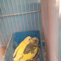 جوجه لوتینو خوشگل|پرنده|مشهد, رستگار|دیوار