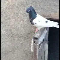 کبوتر