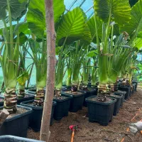 فروش ویژه بابا آدم با کیفیت عالی