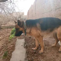 سگ ژرمن شپرد