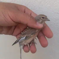 سهره.قناری.مرغ عشق.فنچ|پرنده|شیراز, شهرک نیروی انتظامی|دیوار