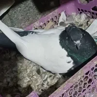 فروش کبوتر رنگی بفروش میرسید|پرنده|باسمنج, |دیوار