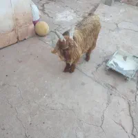 تیزبزلری|حیوانات مزرعه|مسجد سلیمان, |دیوار