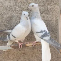 جوجه ساده وطوقی ودم سفید ویهودی هفت رنگ