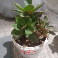 گل قاشقی طبیعی.