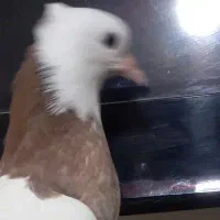 چند کبوتر طوقی