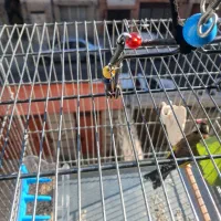 سهره جفتی عروسک جوجه قفس درشت تخت