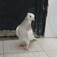 جفت طوقی هفت رنگ