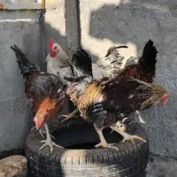 ۴عددجوجهخروسبزرگوکفترپاکستانی|پرنده|اردکان, |دیوار
