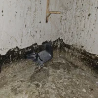 پرنده (کفتر)