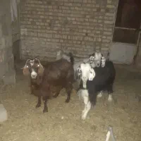 بز چاق چاق