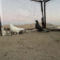 دم سفید|پرنده|شیراز, فرهنگ شهر|دیوار