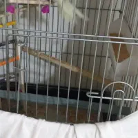 یه جفت عروس هلندی  نر و ماده عدد فنج بنغالی|پرنده|قزوین, |دیوار