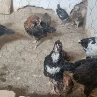انواع مرغ و خروس گلین ،مرندی ابریشمی،سلطان ،کوشین