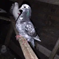 پنج عدد کبوتر