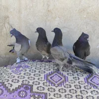 کبوتر اصفهانی