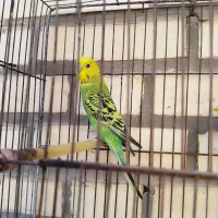 مرغ عشق|پرنده|بهبهان, |دیوار