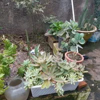 فروش فوری گل وگیاه|گل و گیاه طبیعی|بندر انزلی, نامجو|دیوار