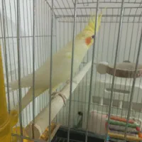 عروس هلندی خشگل کشیده لوتینو|پرنده|مشهد, امیریه|دیوار