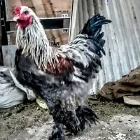 خروس برهما اصل 15ماهه