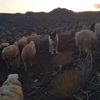 سگگلهدهنپاک