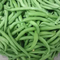 لوبیا سبز تازه
