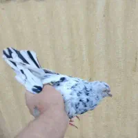 کفتر نر سرور|پرنده|قم, آزادگان|دیوار