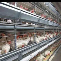 بزرگترین پخش خروس مرغ زنده و تخمگذار ایران درتهران