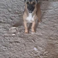 پاپی کوچولو