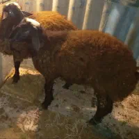 فروش گوسفند افشاری برای قربانی