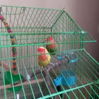 کوتوله برزیلی مولد