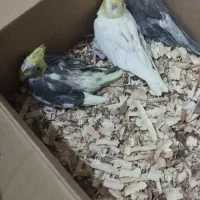 جوجه عروس هلندی و مولد|پرنده|مشهد, گلبرگ|دیوار