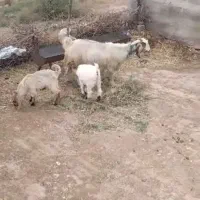 بز دو قلوزا