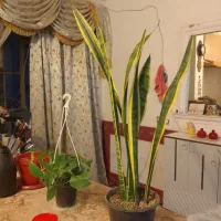 گل سانسوریا