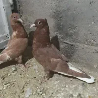 جفت جوانه دم سفید کاکل|پرنده|شهرآباد, |دیوار