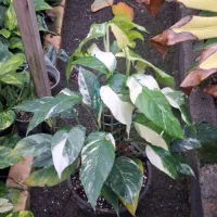 گل های آپارتمانی|گل و گیاه طبیعی|رودبنه, |دیوار