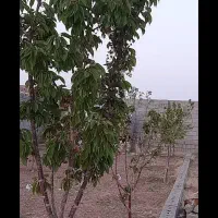 فروش باغ۱۰۰۰ متری نزدیک تبریزقابل تهاتر|فروش خانه و ویلا|صوفیان, |دیوار