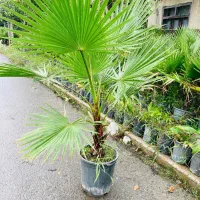 فروش گل و گیاه|گل و گیاه طبیعی|تنکابن, |دیوار