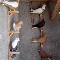 کفتر پرشی قلدور
