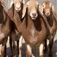 چاق پرواری زنده سرای تهران گوسفند زنده