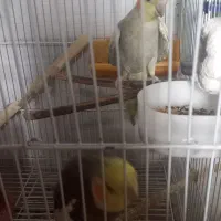 جفت عروس هلندی|پرنده|بردسکن, |دیوار