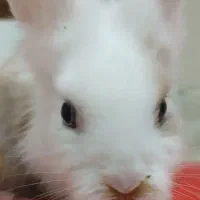 خرگوش زبر و زرنگ